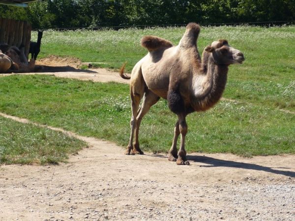Klikněte pro zobrazení původního (velkého) obrázku