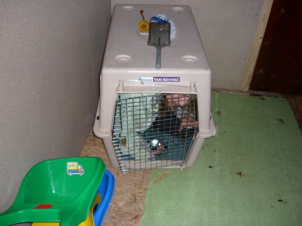 Klikněte pro zobrazení původního (velkého) obrázku