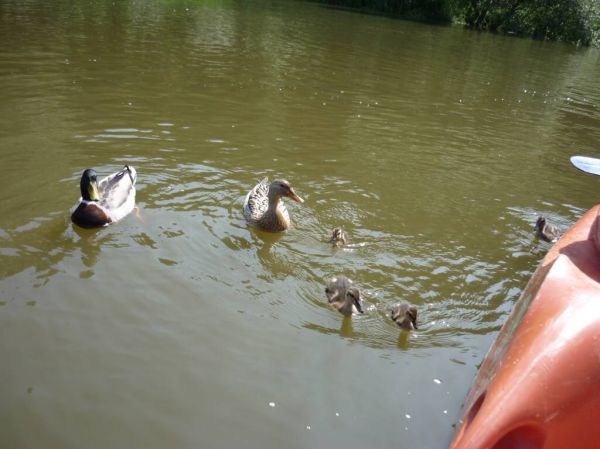 Klikněte pro zobrazení původního (velkého) obrázku